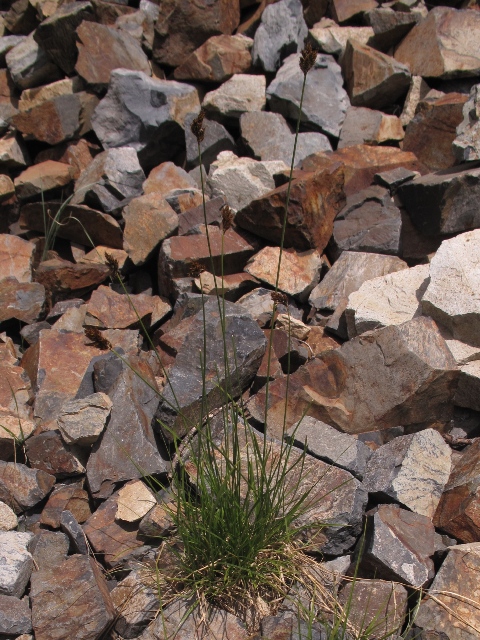 Carex phaeocephala